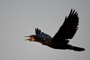  painting titled Cormorant