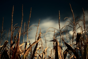  painting titled Autumn corn field 