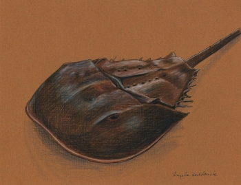 colored pencil and ink painting titled Horseshoe Crab