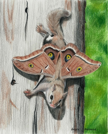 ink and colored pencil on Bristol board painting titled Flying Squirrel Fae