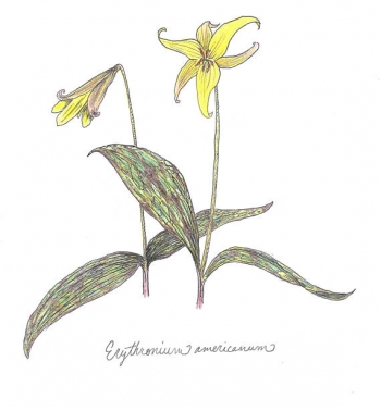  painting titled Erythronium americanum (yellow trout lily) botanical print (color)