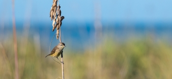  painting titled Shore Bird (Marco Island, FL)