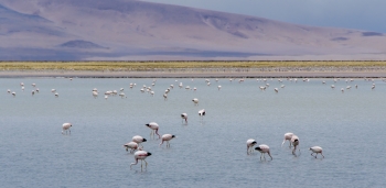  painting titled Flamingos in Atacama Desert (Chile)