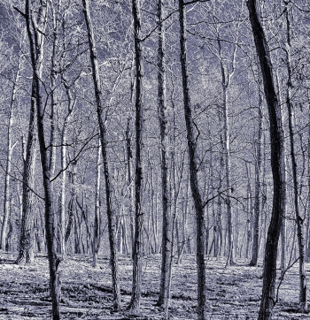  painting titled Winter Grove